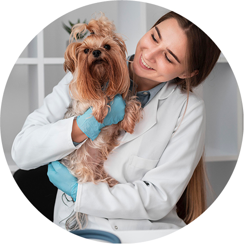 Junge Frau im weißen Arztkittel und Silikonhandschuhen in der Tierarztpraxis mit einem Hund auf dem Schoß